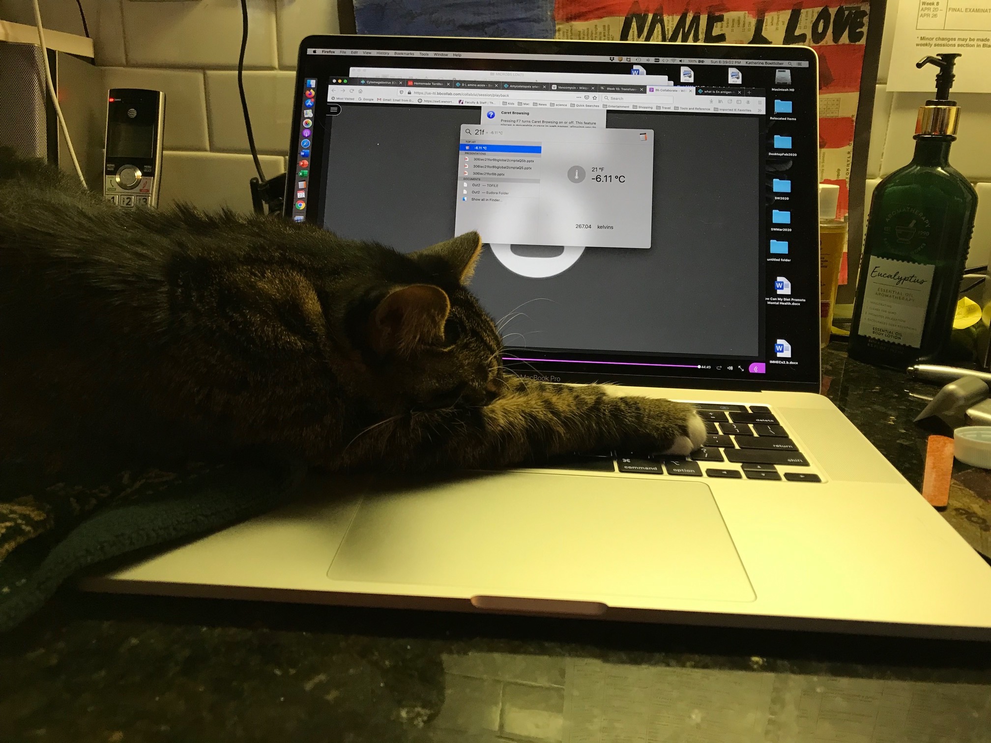 cat lounging on computer keyboard 